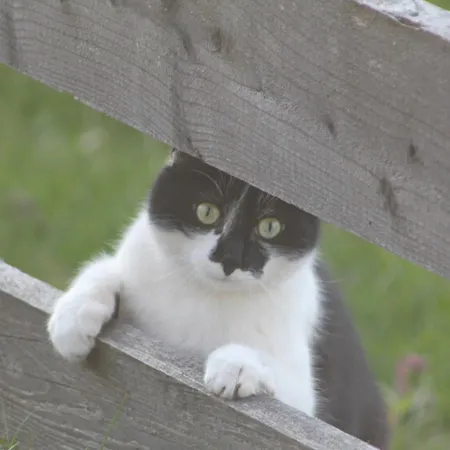 Konukevi Sonnwendhof