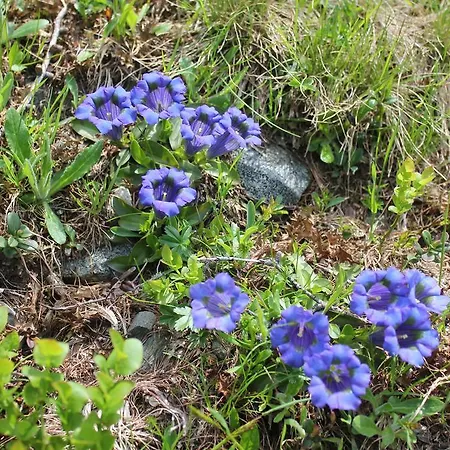 Konukevi Sonnwendhof 3*