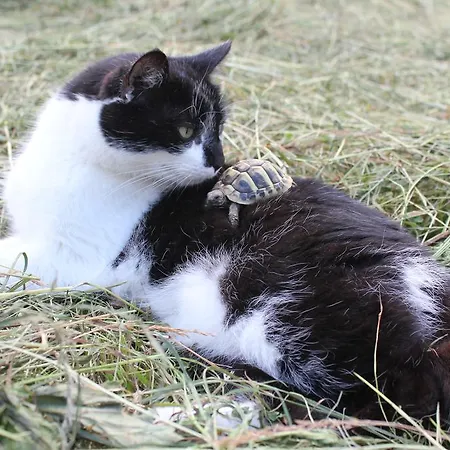 بيت ضيافة Sonnwendhof 3*