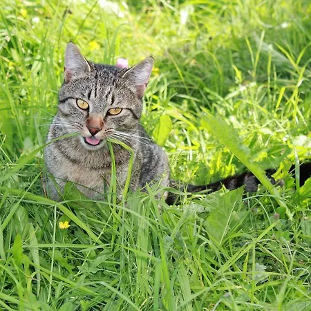 Sonnwendhof Ramsau am Dachstein