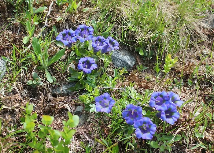 게스트하우스 Sonnwendhof 3*