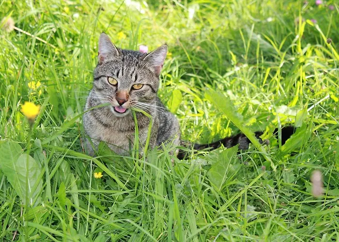 Sonnwendhof Ramsau am Dachstein